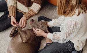 Pets to Go matches people with pets.